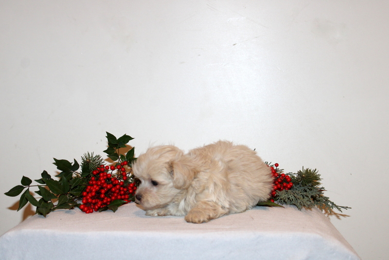 puppy, for, sale, Maltipoo, Matthew B. Stoltzfus, dog, breeder, Gap, PA, dog-breeder, puppy-for-sale, forsale, nearby, find, puppyfind, locator, puppylocator, aca